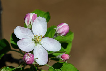 Fototapeta na wymiar Apple blossoms on a sunny spring day. An apple is a sweet, edible fruit. Apple trees are cultivated worldwide and are the most widely grown species in the genus Malus.