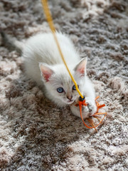 Little white kitten playing with a toy