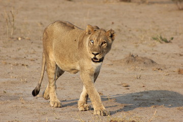 Botswana - Lion