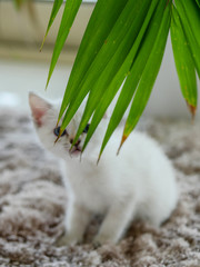Little white kitten hiding behind green leaves