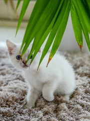 Little white kitten hiding behind green leaves