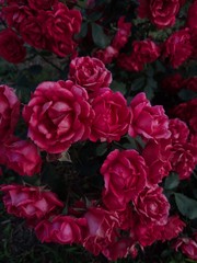 bouquet of pink roses,  blooming roses,  buds of roses