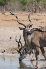 Botswana - Kudu male