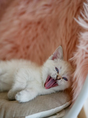 Cute little white kitten laying on pink pillows 
