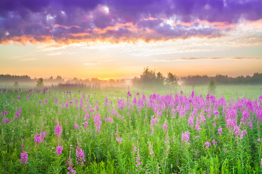 amazing beautiful rural landscape with sunrise and blossoming meadow © yanikap