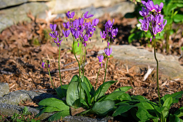 Shooting star or Dodecatheon in early morning sun. It is a genus of herbaceous flowering plants in the family Primulaceae. It has basal clumps of leaves and nodding flowers at the top of tall stems. 