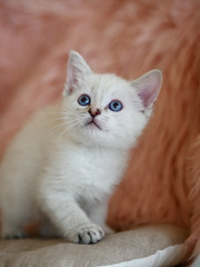 Fototapeta na wymiar Cute little white kitten laying on pink pillows 