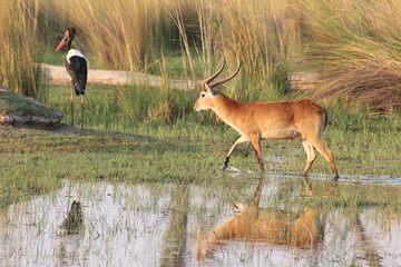 Red Lechwe Male © zasafarigypsy