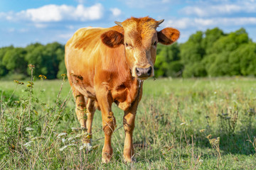A calf grazes in a green meadow on a sunny day and eats grass