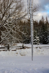 Frozen - icicle in winter scene