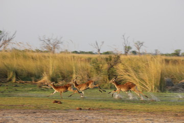 Red Lechwe Antelope © zasafarigypsy