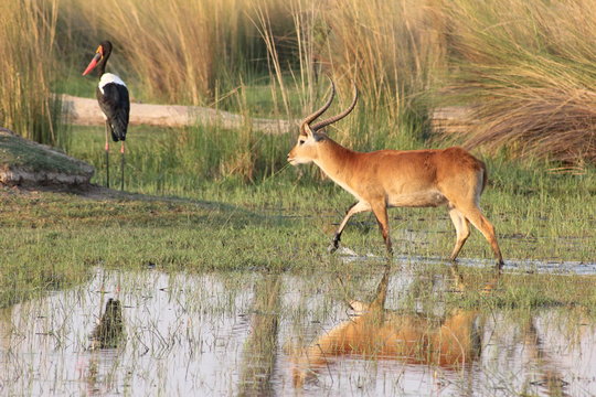 Red Lechwe Male