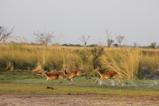 Red Lechwe Antelope