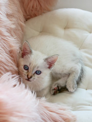 Fototapeta na wymiar Cute little white kitten laying on pink pillows 
