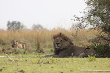Moremi Game Reserve - Lion