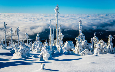 winter landscape
