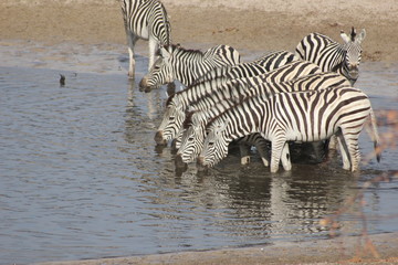 Fototapeta na wymiar Okavango Delta - Zebra