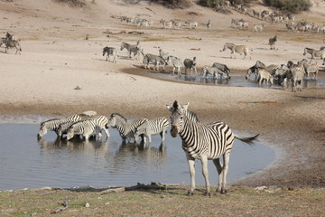 Fototapeta na wymiar Okavango Delta - Zebras