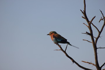 Botswana - Lilac Breasted Roller