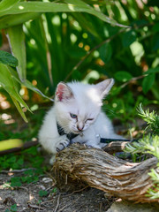 Little white kitten playing in the garden
