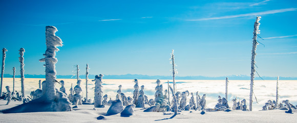 trees in winter