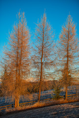 Larix tree in the morning winter