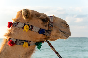 Closeup to camel head with blue sky and sea background. Beautiful dromedary decorated with colorful straps. 