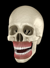 Healthy human teeth with normal occlusion. Medically accurate tooth 3D illustration