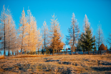 Larix tree in the morning winter