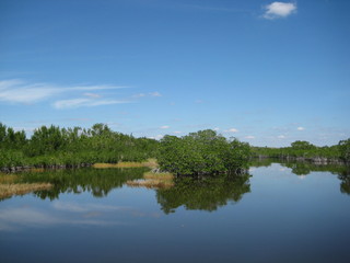 Everglades national park in South Florida, mangroves grow every were over the swamp