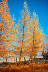 Fototapeta premium Larix tree in the morning winter