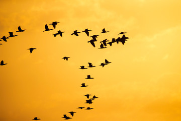 Silhouette of Great Cormorant  flying against golden hue at Asker coast of Bahrain