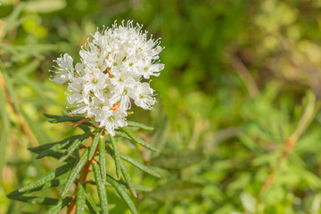 Beautiful white flower in the sunlight.