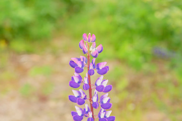 Closeup of flower blue lupin on green background.