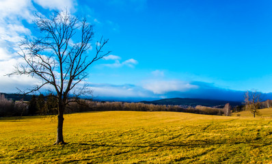 single tree in the field