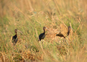 Glossy Ibis in the mid of grasses at Asker Marsh, Bahrain