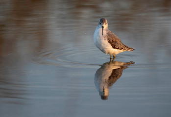 Marsh Sandpiper and its reflection on water at Asker marsh, Bahrain