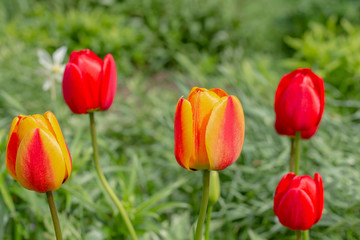 Tulip buds on a background of green grass.