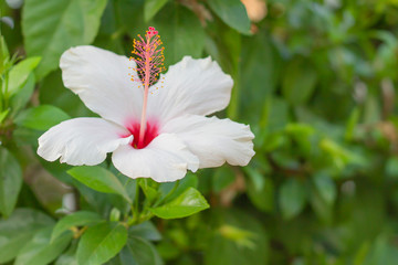 A beautiful, blooming white flower.