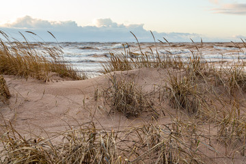 Sandy beach with long grass at the wavy Baltic sea on a windy day in January in Skulte in Latvia