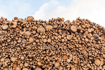 Stacking of timber at the port with blue sky in background  in Latvia