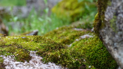 Closeup of a rock full of green moss in a forest