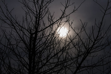 Contrasting branches of a tree on a background of the sun. Cold winter sun.