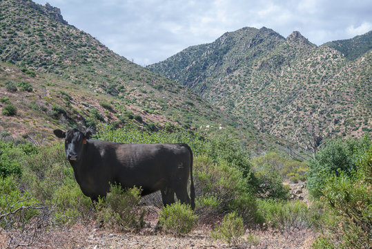 USA, Nevada, Clark County, Gold Butte National Monument. A free range Black Angus beef cow in the mountains grazing on public lands. It will become grass fed meat.