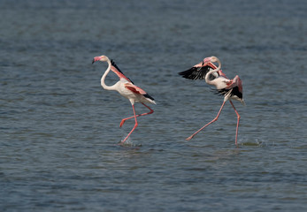 Greater Flamingos landing at Eker creek in the morning, Bahrain