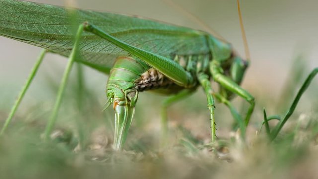 Big green locust female lays eggs