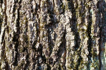A close view of the tree back surface texture.