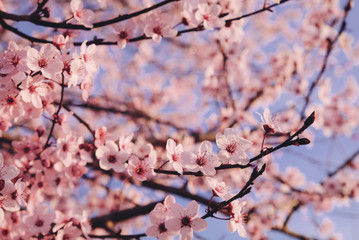 Beautiful spring blossoms. Plum trees with fresh pastel pink flowers in bloom.