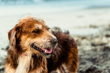Dog breed kookier with open mouth on a beach.