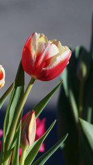 Tulipanes